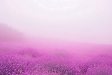 Misty Lavender Field in Soft Pink Hues