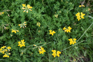 Obraz premium yellow flowers in the grass