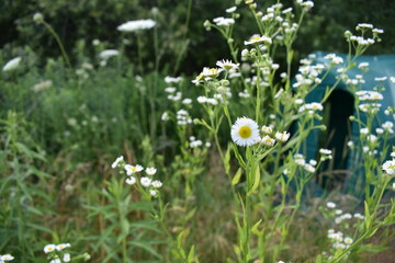 Obraz premium white spring flowers