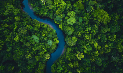 Fototapeta premium A drone jungle river view showcasing winding paths through dense tropical greenery