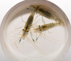 Palaemon elegans sometimes known by the common name rockpool shrimp, is a species shrimp of the family Palaemonidae.