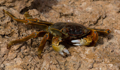 Grapsus albolineatus is a species of decapod crustacean in the family Grapsidae. Crab, on a reef rock. Fauna of the Sinai Peninsula.