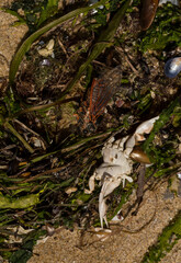 Liocarcinus depurator (Portunus plicatus), sometimes called the harbour crab, or sandy swimming crab. The fauna of the Black Sea. Dead animals.