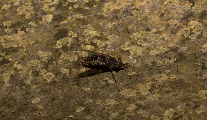 Haematopota pluvialis, the common horse fly or notch-horned cleg fly, family Tabanidae.