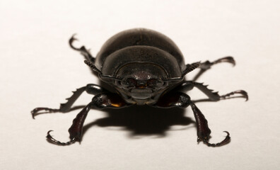 Lucanus cervus is the best-known species of stag beetle (family Lucanidae) in Western Europe. Imago, a female insect on, a white background.