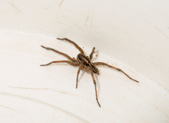 Hogna radiata is a species of wolf spider. A male insect with seven legs.