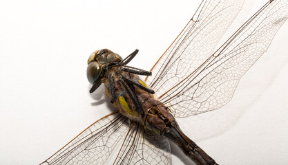 The migrant hawker (Aeshna mixta) is one of the smaller species of hawker dragonflies.