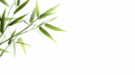 Fototapeta premium Bright green bamboo stalks against a white background, showcasing sustainable nature