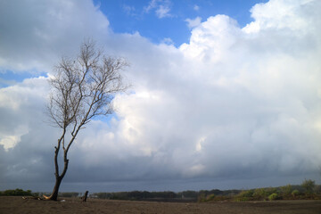 Dead tree in desert with cloudy blue sky