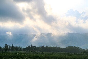 misty morning in the field