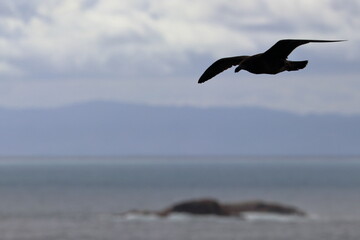 pacific gull