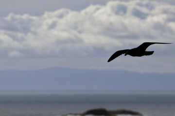 pacific gull