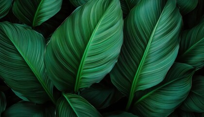 Striking Textured Leaves of Spathiphyllum Cannifolium Against a Tropical Backdrop A Dark Green Abstraction in Natures Palette