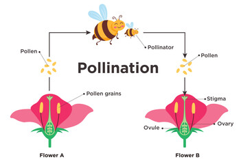 Flower pollination diagram clipart design. Flowers reproduction infographic clip art with flora parts and bee insects drawing elements for biology education template. Vector illustration basic pollina