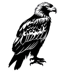 Obraz premium Detailed Illustration of Majestic Eagle with Defined Features and Details