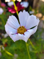 Obraz premium flower