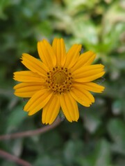 yellow flower