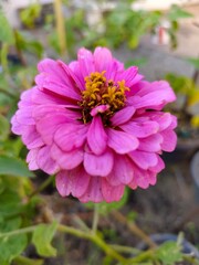 Obraz premium Pink flower