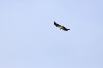 sea eagle