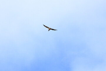 sea eagle