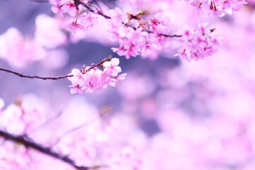 春イメージの満開の桜