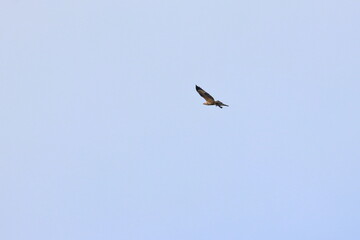 white-bellied sea eagle