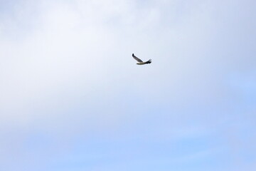 white-bellied sea eagle