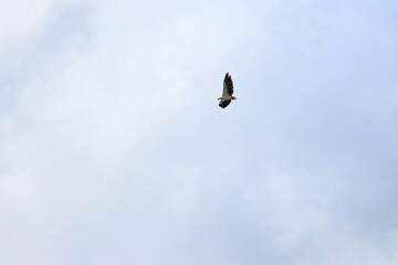 white-bellied sea eagle