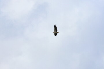 white-bellied sea eagle