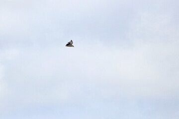 white-bellied sea eagle