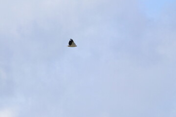 white-bellied sea eagle