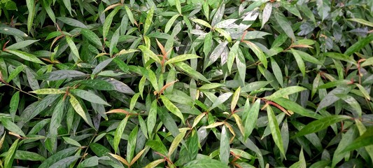 Photo Prasman leaves (Eupatorium triplinerve Vahl.) 