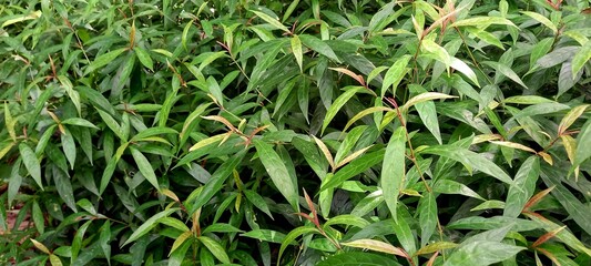 Prasman leaves (Eupatorium triplinerve Vahl.) 