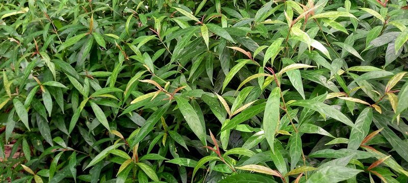 Prasman leaves (Eupatorium triplinerve Vahl.) 