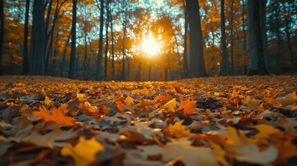 Autumnal Forest Sunset: A Golden Carpet of Fallen Leaves