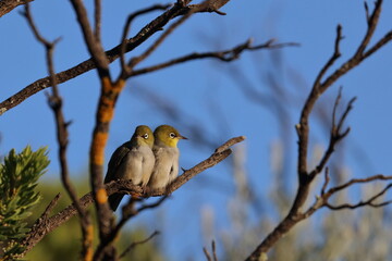 silvereye