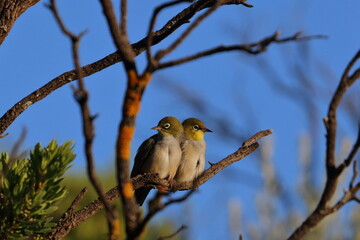silvereye