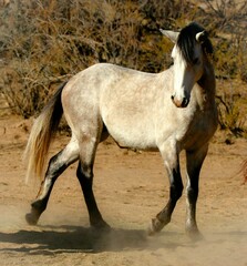 Fototapeta premium Wild Stallion in the Desert 