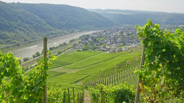 Tilting up revealing rows and rows of vineyard vines on the side of a hill leading to the Mosel River and small European town of Winningen on a sunny day, Rhine Valley, Germany