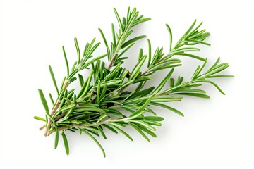 Fototapeta premium Fresh rosemary on white background