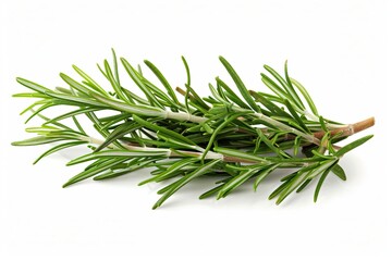 Fototapeta premium Fresh rosemary on white background