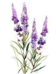 Obraz premium Watercolor Blue Liatris Isolated on White Background. Beautiful Liatris Flower