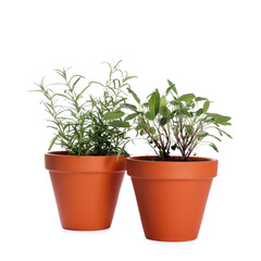 Obraz premium Aromatic herbs in pots isolated on white