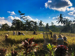 Tegallalang Bali, June 2019 - People are working in a field with palm trees in the background