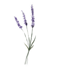 Watercolor lavender flower.  Botanical illustration isolated on transparent background with summer violet, blue flowers for wedding invitations, greeting cards © _Julia_red