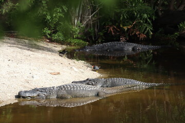 alligators in the swamp