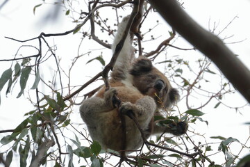 koala