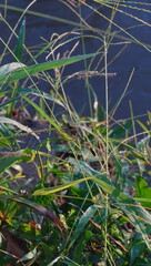 grass and water