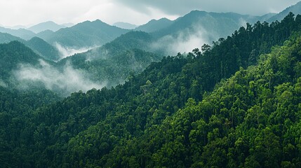 Obraz premium Lush Green Mountains Surrounded by Mist and Clouds in Nature