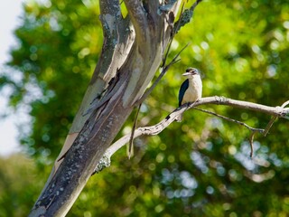 A Sacred Kingfisher in New Zealand is perched on a branch
